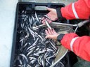 Illegally Introduced Smelt in Big Wadleigh Pond Maine