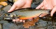 Wild Brook Trout