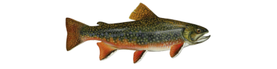 brookie on transparent background