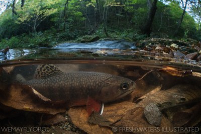 Photo of a brook trout underwater in Tennessee