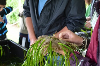 Expanding Marine Meadow Habitat in the Peconic Estuary, NY