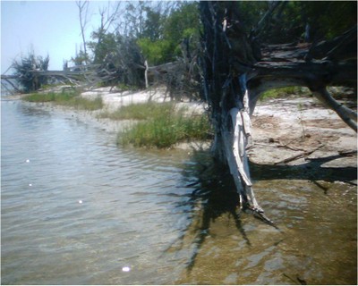 Restoring the Mangroves of the Indian River Lagoon, Florida