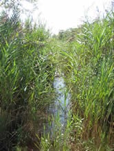 Scoy Pond and Staudinger’s Pond Alewife Access and Habitat Enhancement, New York