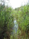 Scoy Pond and Staudinger’s Pond Alewife Access and Habitat Enhancement, New York