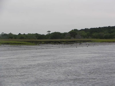 Shoreline and Spartina Marsh stabilization along the Atlantic Intracoastal Waterway, South Carolina