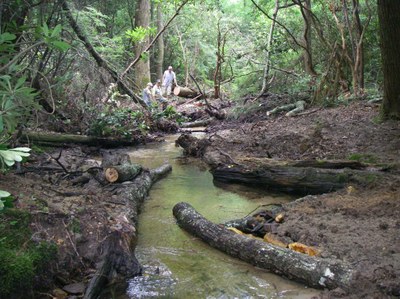 Flow deflectors placed in Pretty Branch to restore deep channel habitat for brook trout.