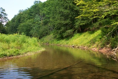 Photo of the riparian area to be targeted in the Cross Fork, PA Project