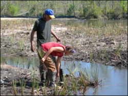 Volunteers plant marsh grass during restoration.