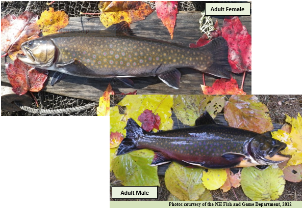 Denton Male Brook Trout or Salvelinus Fontinalis