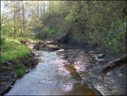 Headwaters of Buck Creek in degraded condition.