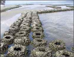 Oyster domes accumulate sediment and attract spat.