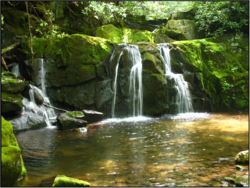 Indian Prong with thriving brook trout population.