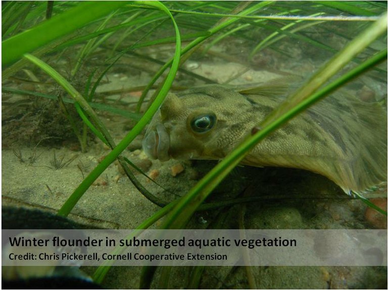 WINTER FLOUNDER — Save Coastal Wildlife