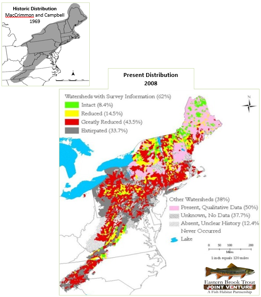 A healthy brook trout population equals a healthy stream