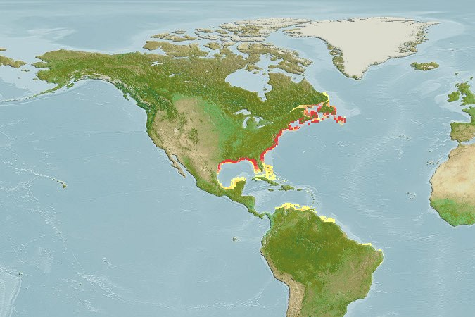 Atlantic Sturgeon Range