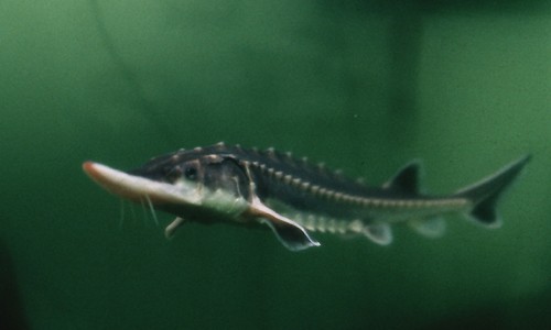 Several million pounds of white sturgeon were removed from the