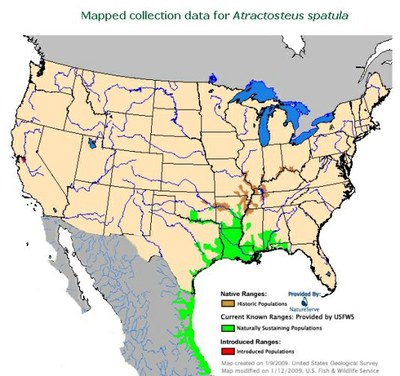 Mapped Collection Data for Atractosteus Spatula