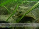 Winter Flounder (Psuedoleuronectes americanus) 