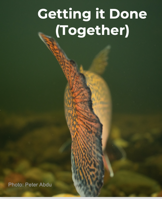 Brook trout don't care about state lines