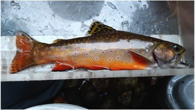 New Protections for Wild Brook Trout! - Maine Audubon