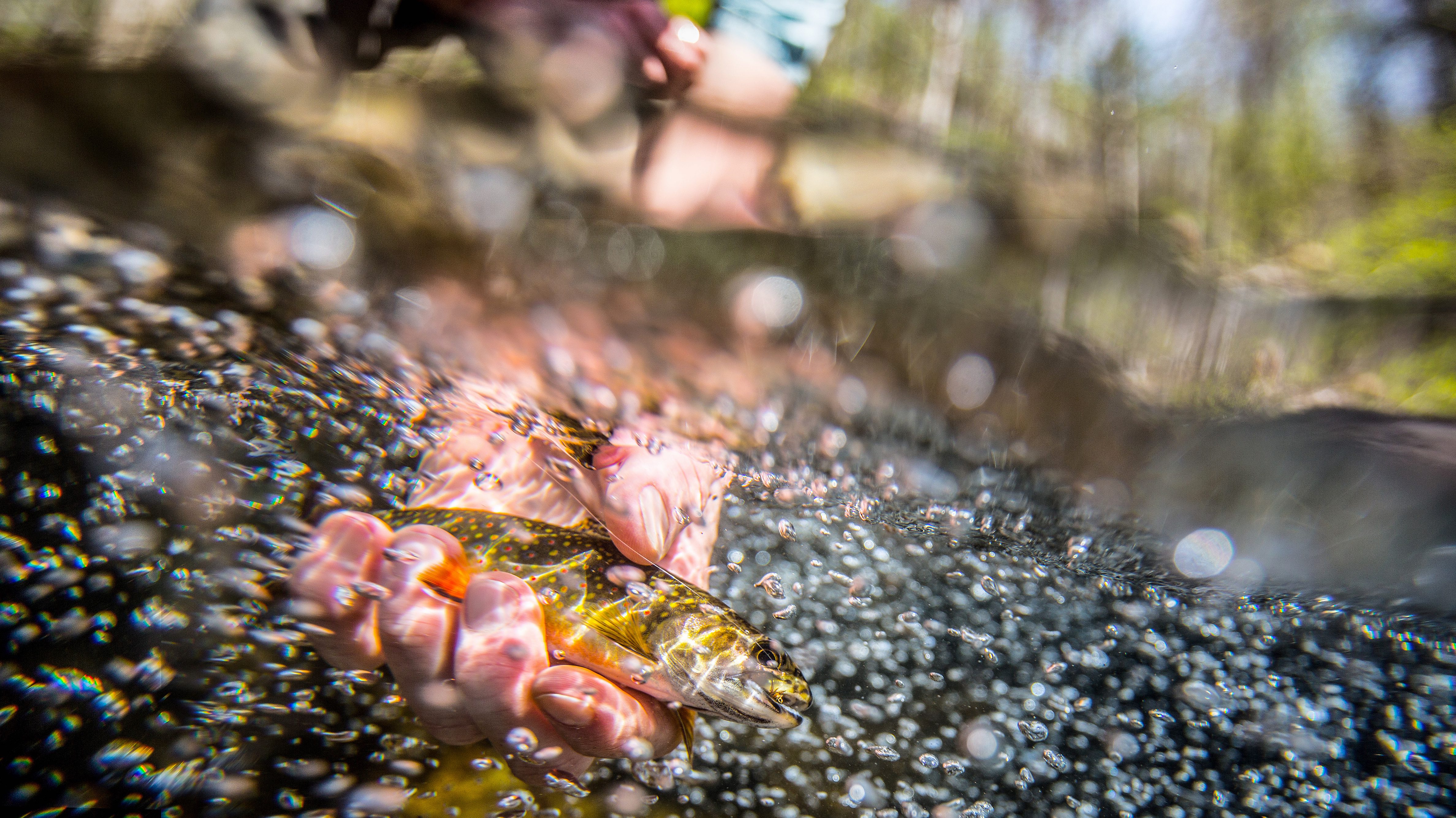 Sharing from Trout Unlimited (and NFWF): recent funding for brook trout projects