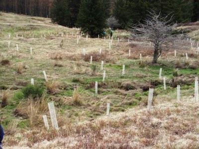 Trees planted at Big Run, West Virginia