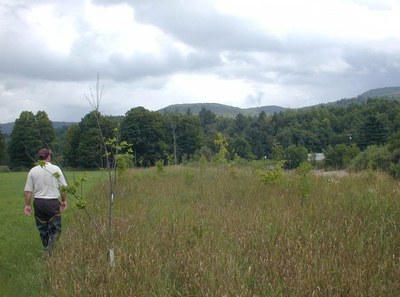 Photo of the riparian restoration on Upper Browns Run in Lake Champlain, Vermont.