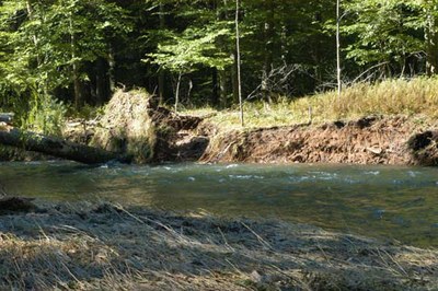 Photo of a section of stream bank to be restored on Cross Fork, Pennsylvania.