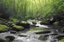 Brook Trout Restoration Lynn Camp Prong, Great Smokey Mountain National Park, Tennessee