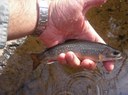 Deep Brook Restoration and Monitoring Program, Connecticut