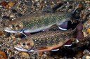 Assessing the Efficacy of Remediating Episodic Low pH concentrations in Headwater Brook Trout Streams with Clam Shell Additions, Maine