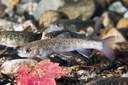 Indian Stream Fish Habitat Restoration Project, New Hampshire