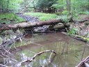 Wallacks Branch of Bob's Creek Fish Habitat Improvement Project