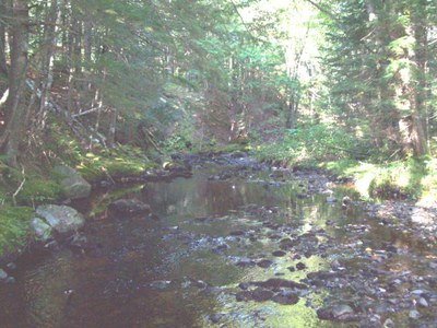 Photo of the Narraguagus drainage in Maine.  View upstream of pretreated treatment sites.  Note the clearly over widened stream, lack of habitat complexity and lack of large wood.  This is a typical treatment site for downeast Maine.