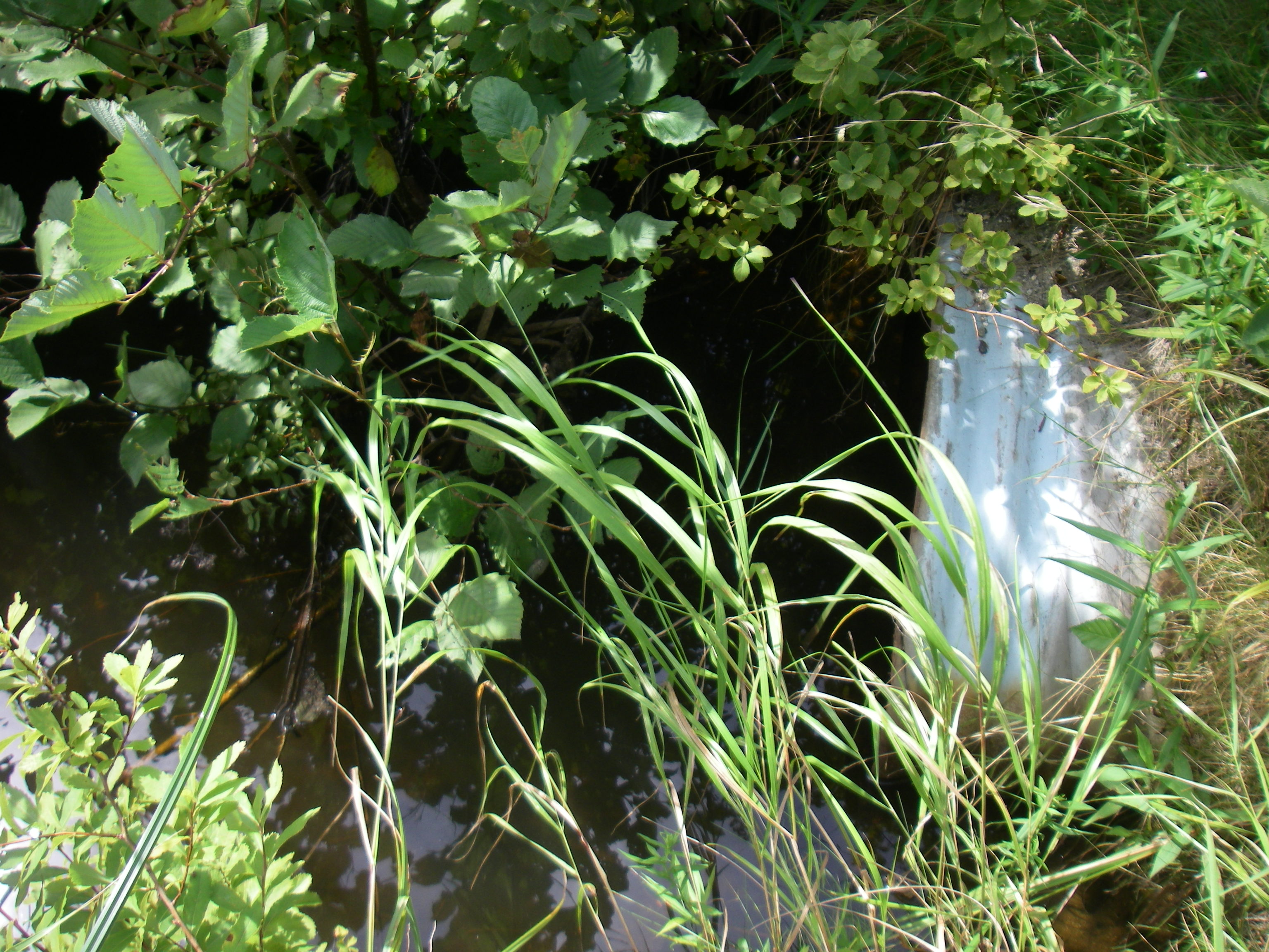 Photo of Marshall Brook Outlet