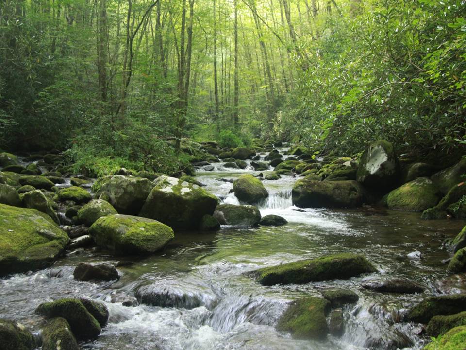 Lynn Camp Prong, Smoky Mountain National Park, Tennessee