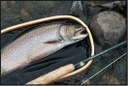 Brook Trout Catchment Scale and Climate Change Vulnerability Assessment