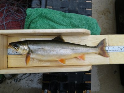 An 18 inch charr from Wadleigh Pond Maine.