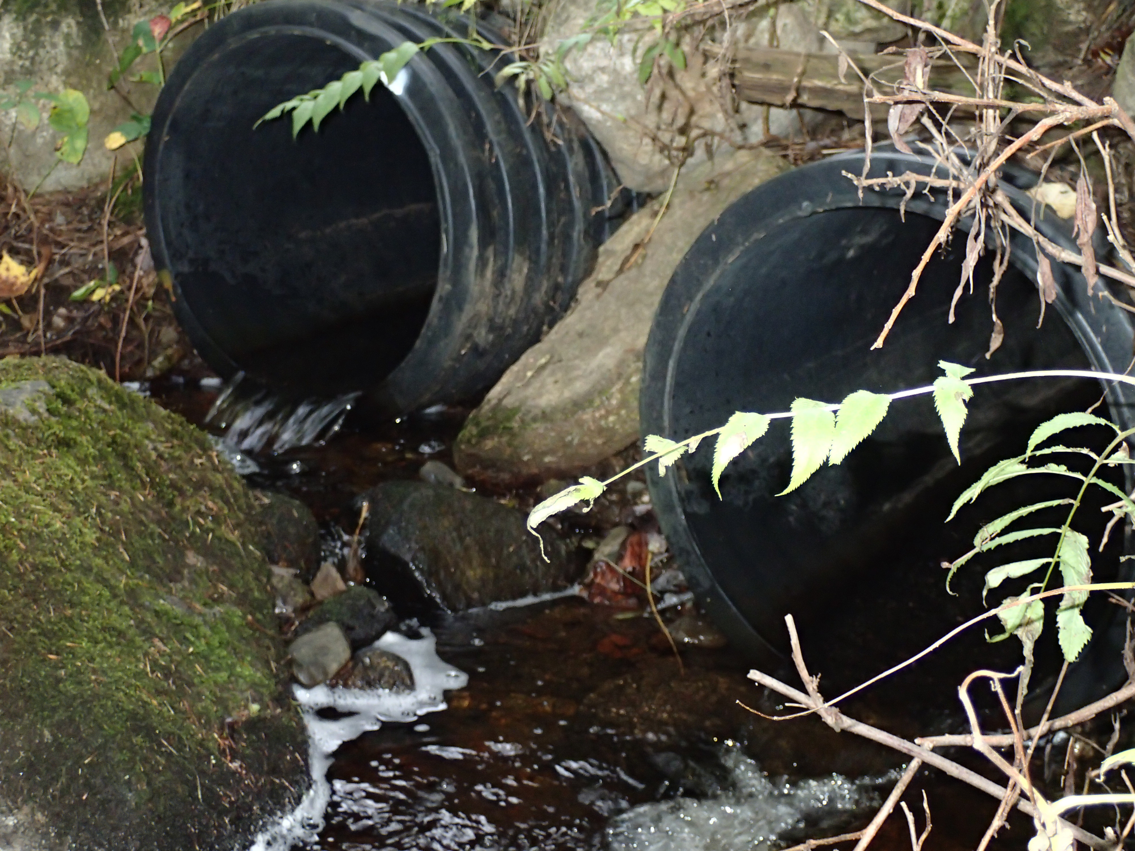 Culvert outlets, Billy Brown Brook at Shaw St, 9.13