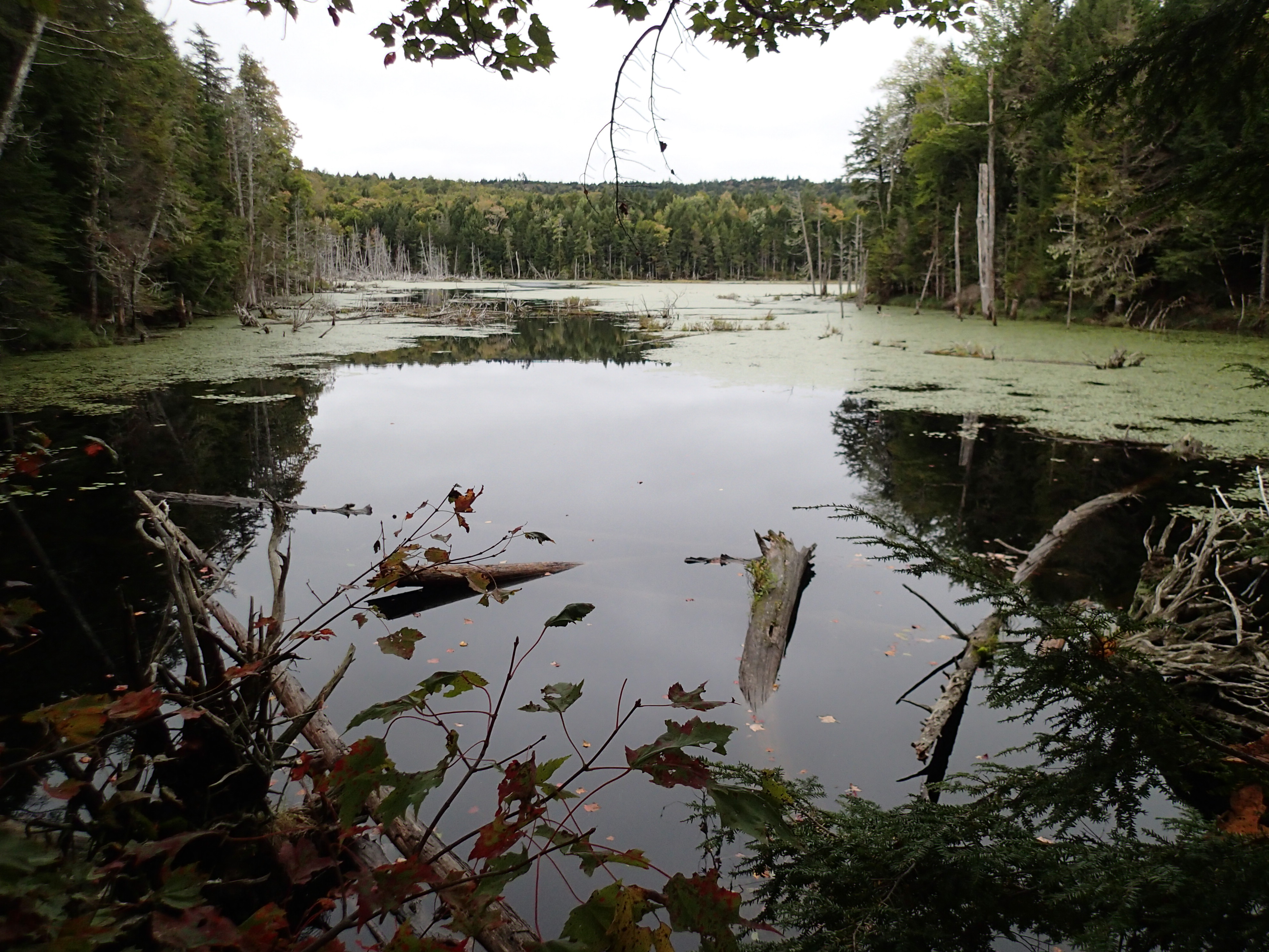 Flowage at W. Branch Amazon Brook 9.13