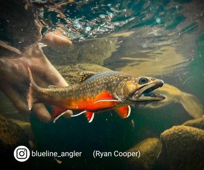 Underwater photo by Ryan Cooper, blueline_angler on Instagram. Ryan is a conservation Planner for TU in The Potomac Valley of WV and an avid fisherman in his spare time. Photo taken on a weekend backpacking trip in WV. 