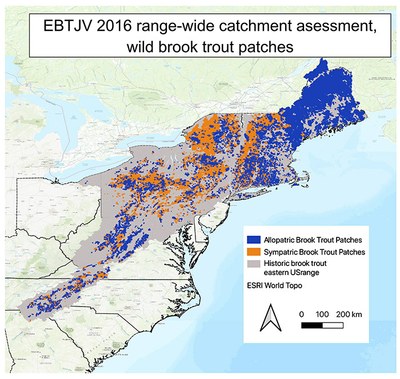 Allopatric and Sympatric brook trout patches.
A “patch” is defined as a group of contiguous catchments occupied by wild trout (Hudy et. al. 2013). Patches are not connected physically (i.e., they are separated by a dam, unoccupied warm water habitat, downstream invasive species, etc.) and are generally assumed to be genetically isolated.
Allopatric refers to eastern brook trout only in a catchment.  Sympatric refers to brook trout co-residing and competing with brown and rainbow trout.

Note: are you looking for all of EBTJV's interactive patch and catchment layers, and the GIS data to download? See related items below. 
