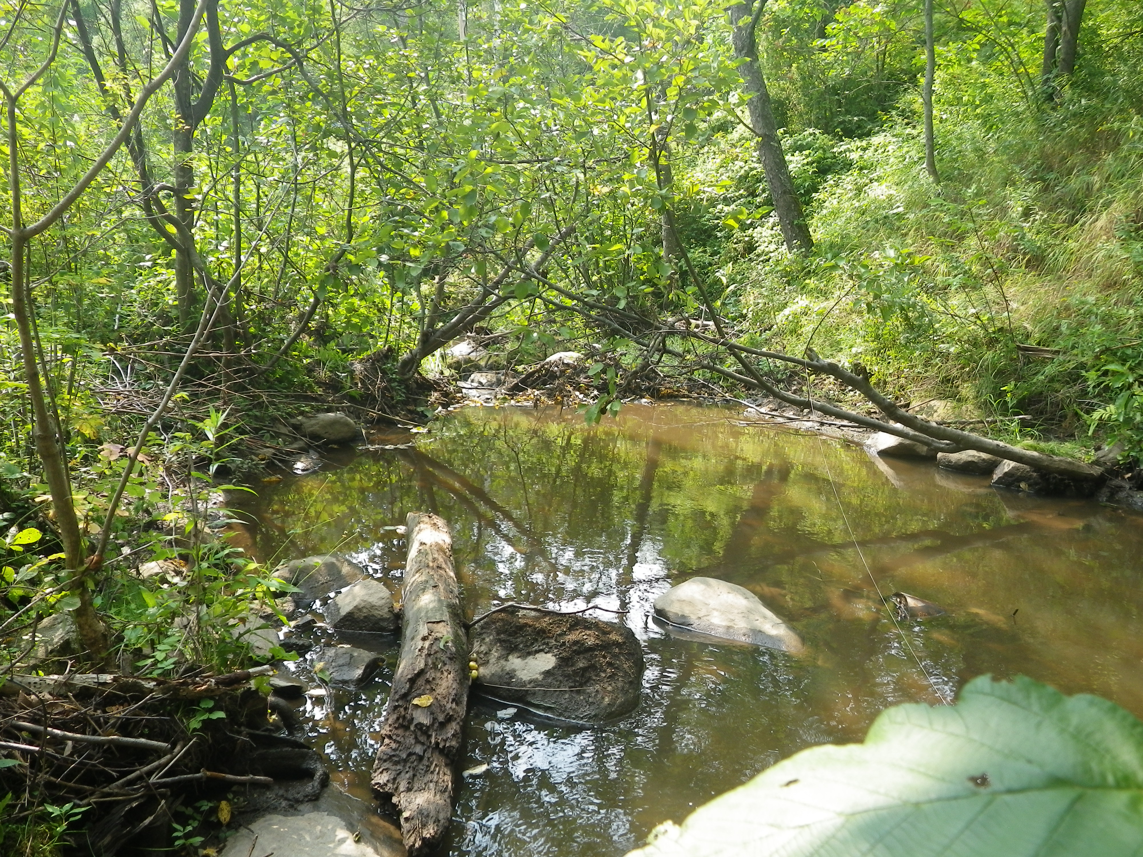 EBTJV Sampling Northumberland NH (87).JPG