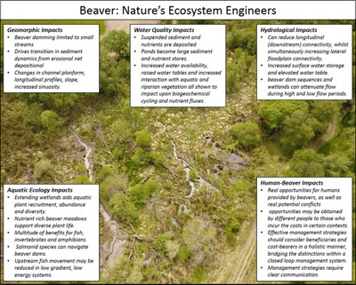 Beaver: Nature's ecosystem engineers