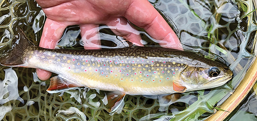 Trout Young trout