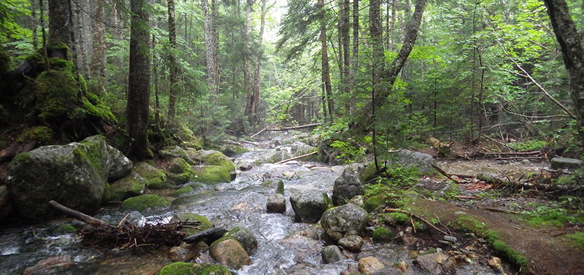 Trout stream Young trout