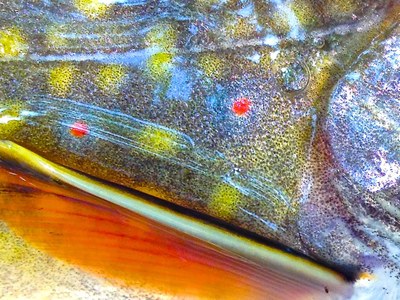 Closeup of wild brook trout coloration