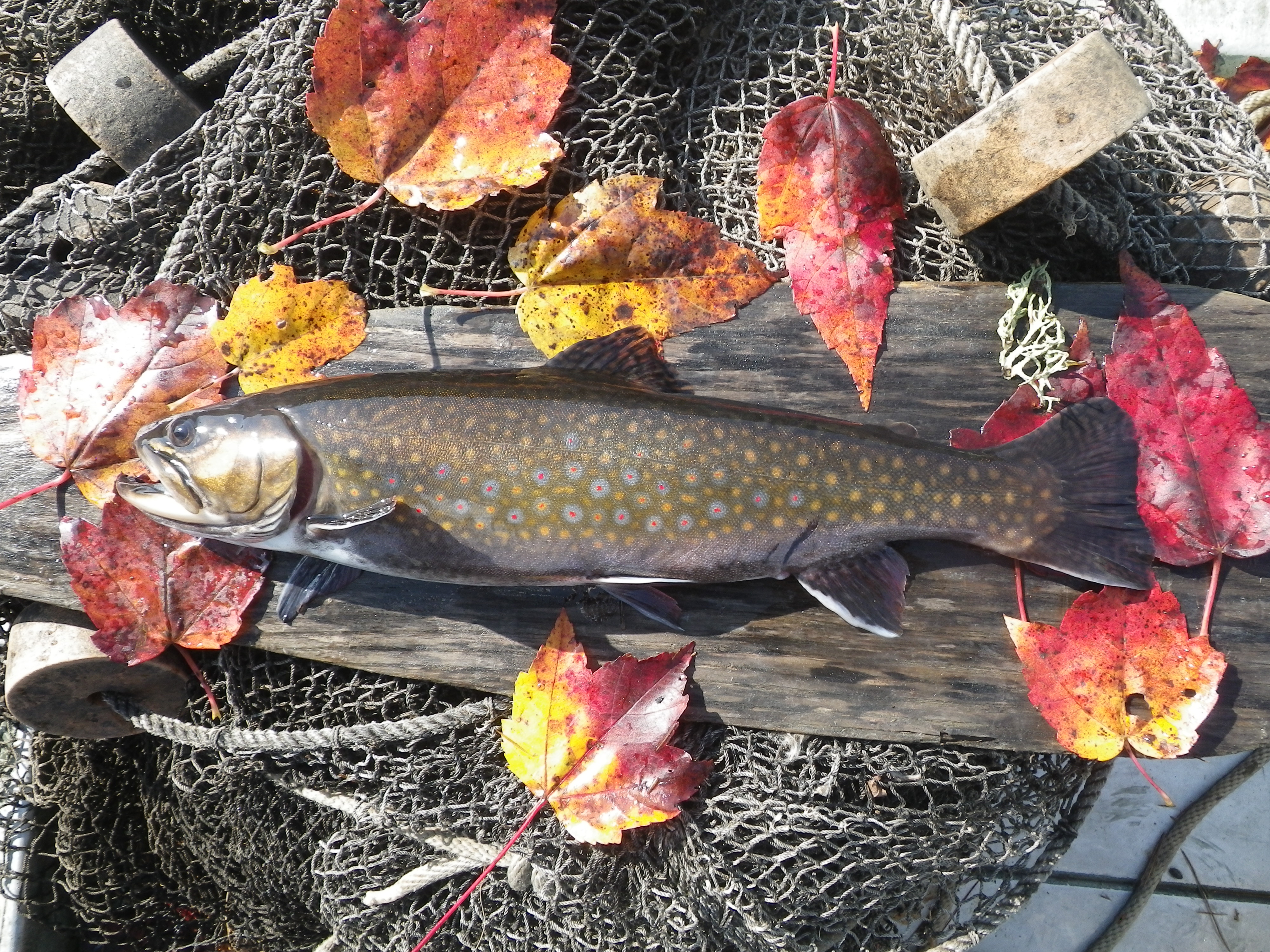Greenough Pond female brook trout on paddle 2012.JPG