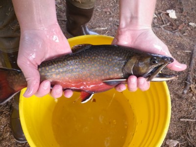 Greenough Pond male brook trout 2011.JPG