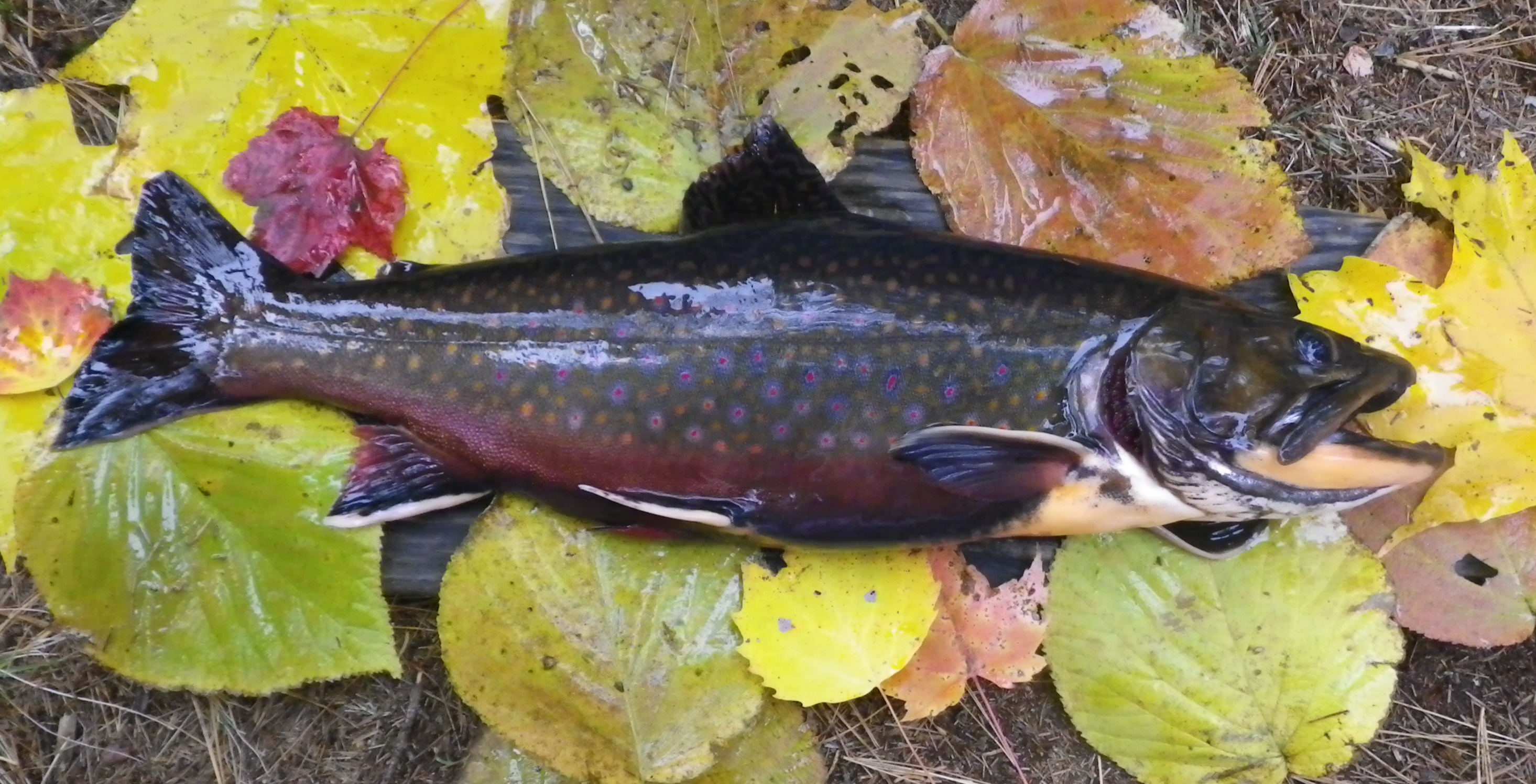 Greenough Pond male brook trout 2012.JPG
